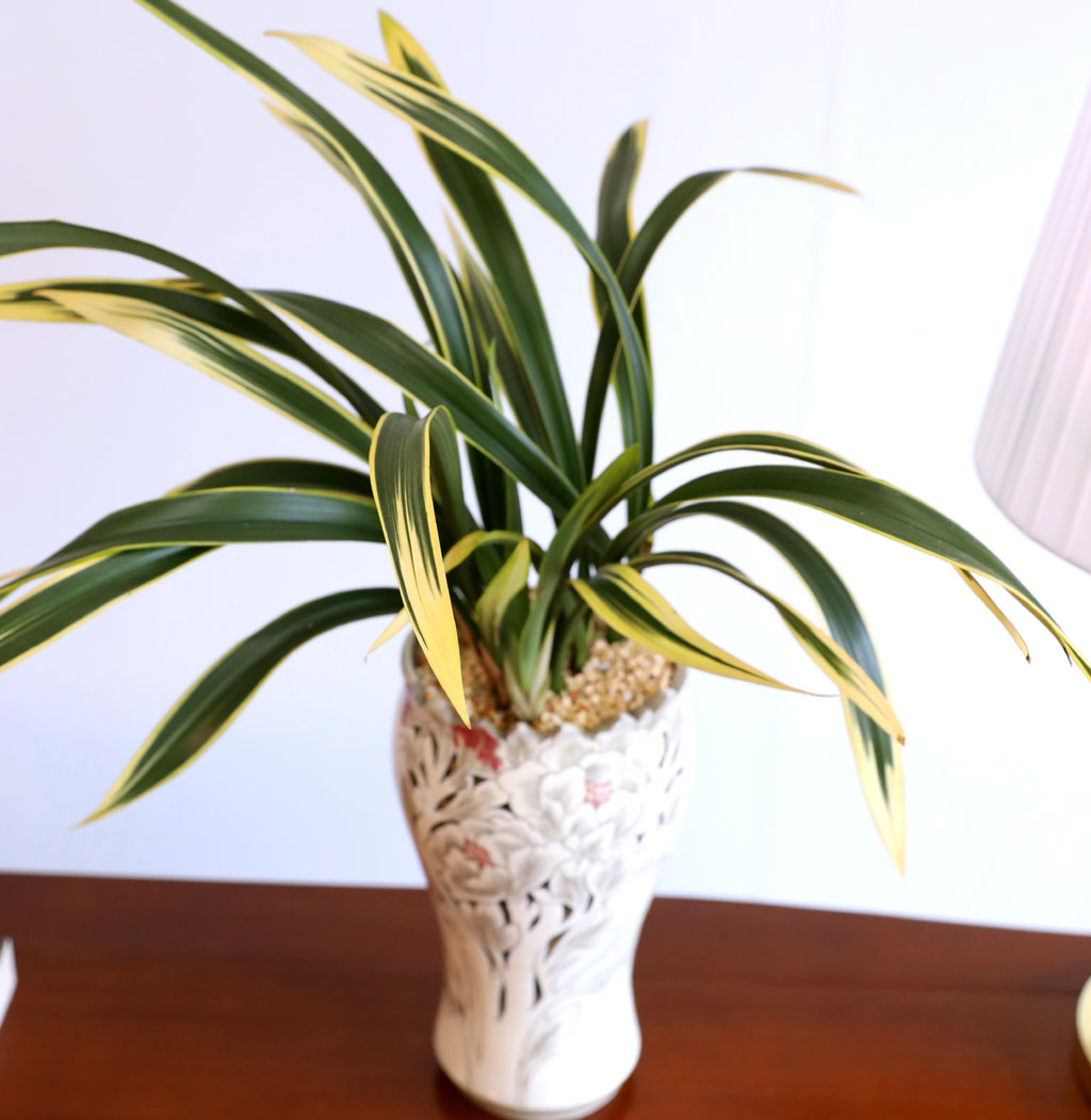 ¸íǰ µ¿¾ç¶õ - ÇÐÁöÈ ²ÉÁý ²É¹è´Þ