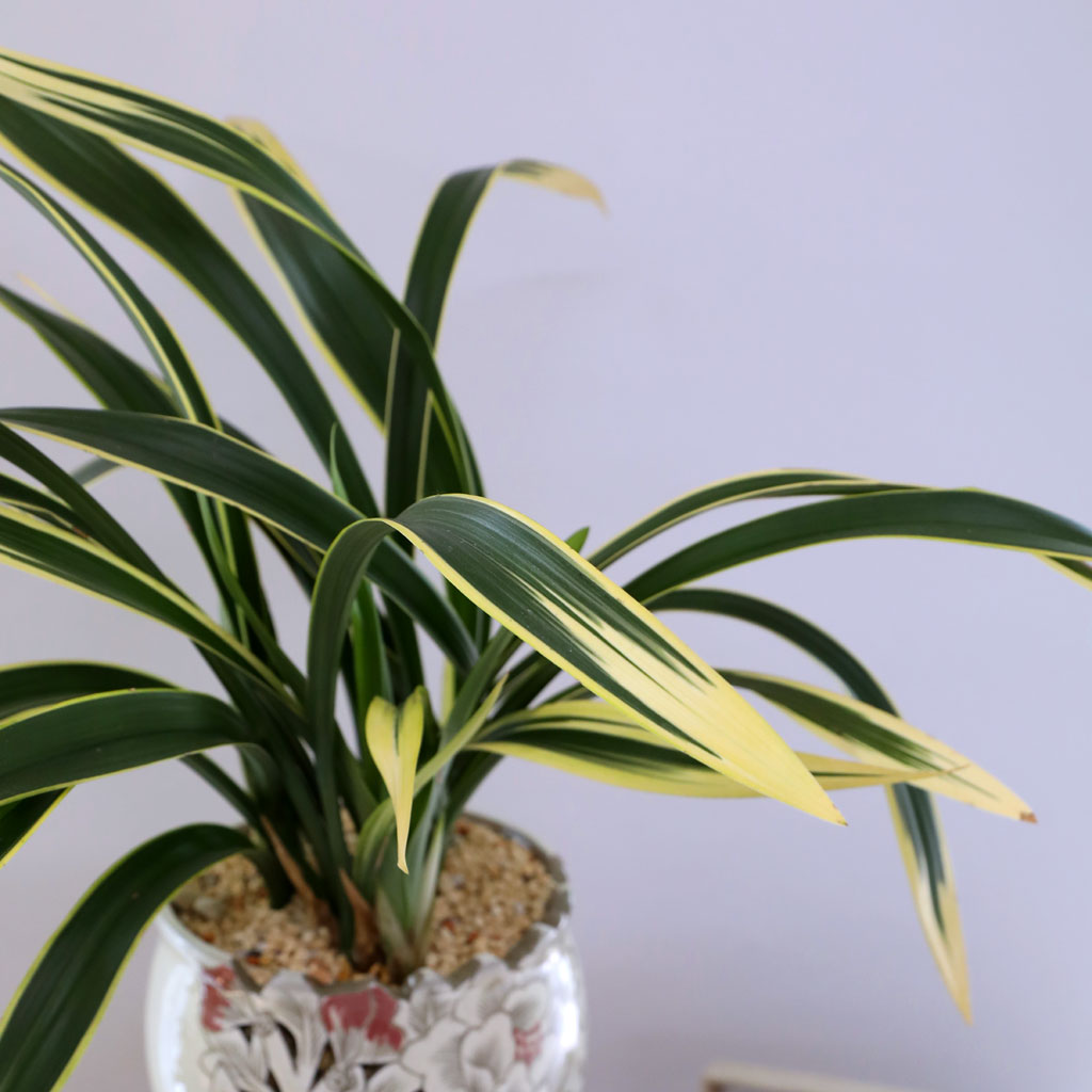 ¸íǰ µ¿¾ç¶õ - ÇÐÁöÈ ²ÉÁý ²É¹è´Þ