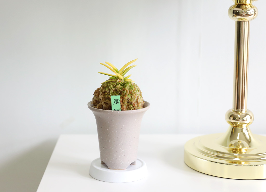 ��ǰ ����� - �αͶ� ��(��) ���� �ɹ��