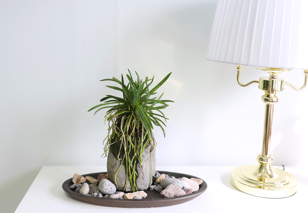 (������)���� �Ǵ� �Ĺ� - ǳ�� ������ ���� �ɹ��