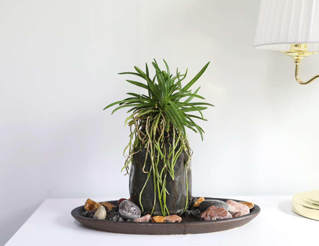 (������)���� �Ǵ� �Ĺ� - ǳ�� ������ ���� �ɹ��