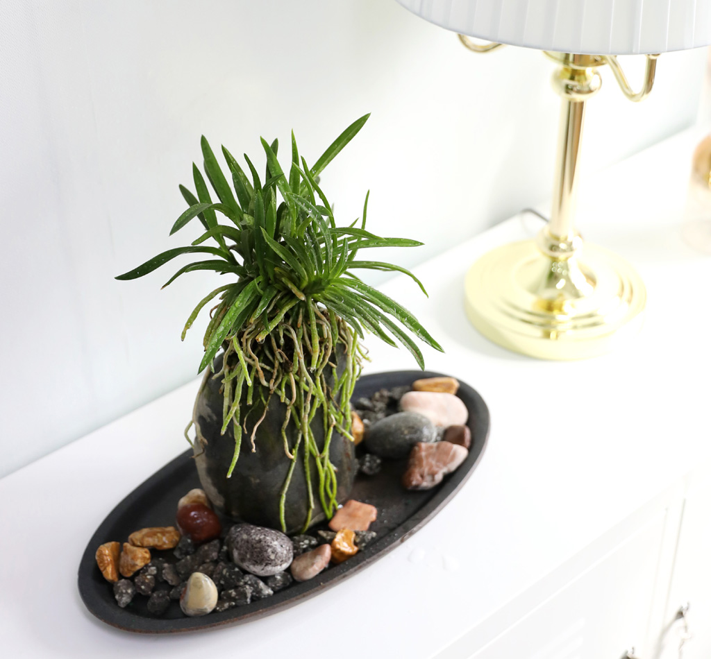 (������)���� �Ǵ� �Ĺ� - ǳ�� ������ ���� �ɹ��