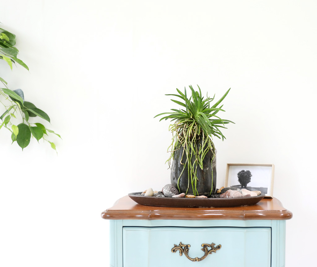 (������)���� �Ǵ� �Ĺ� - ǳ�� ������ ���� �ɹ��