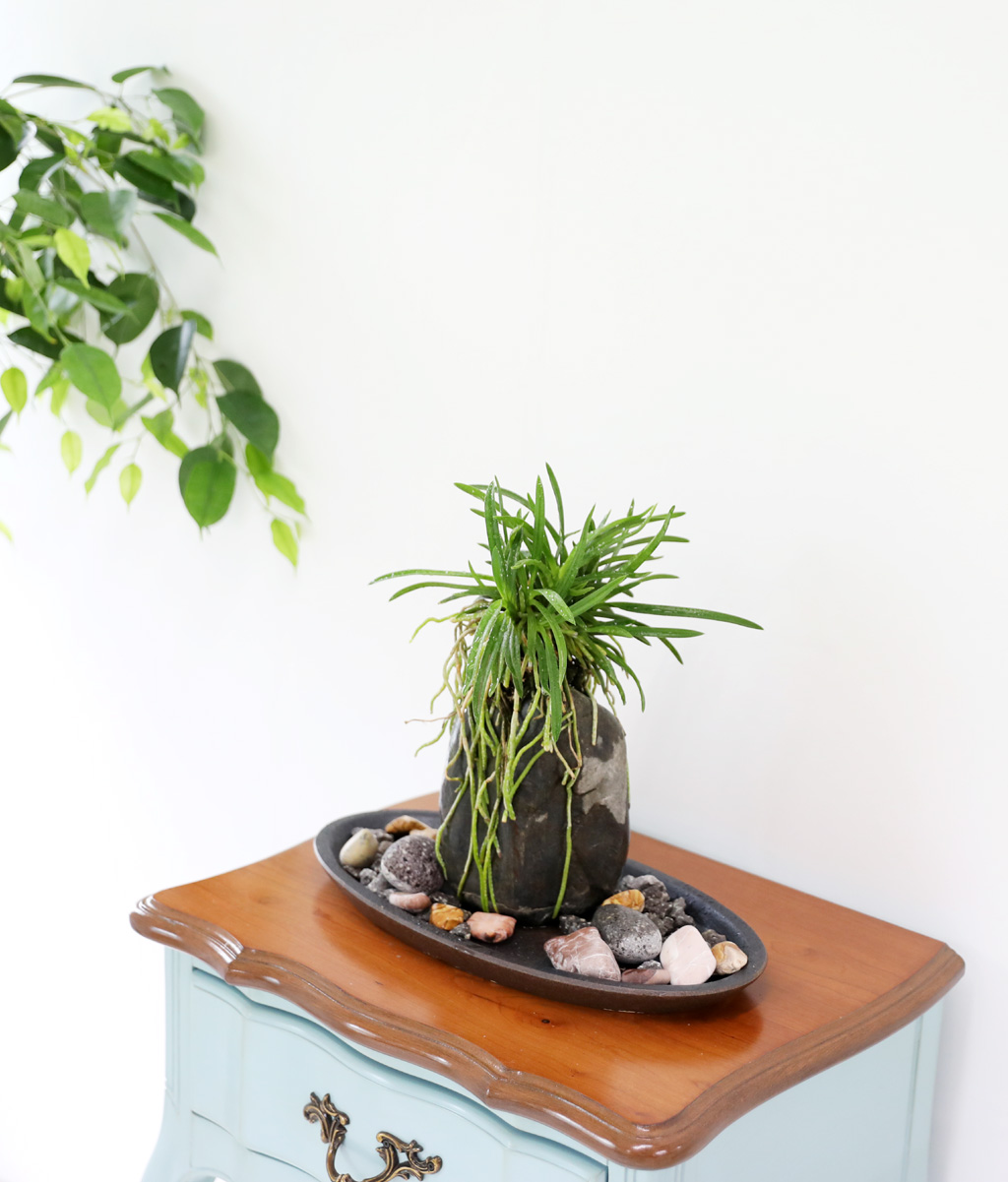 (������)���� �Ǵ� �Ĺ� - ǳ�� ������ ���� �ɹ��