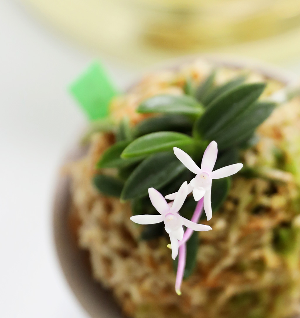 [������]�ѱ�ǳ�� -  �αͶ� �ܿ� ȫ�� ���� �ɹ��