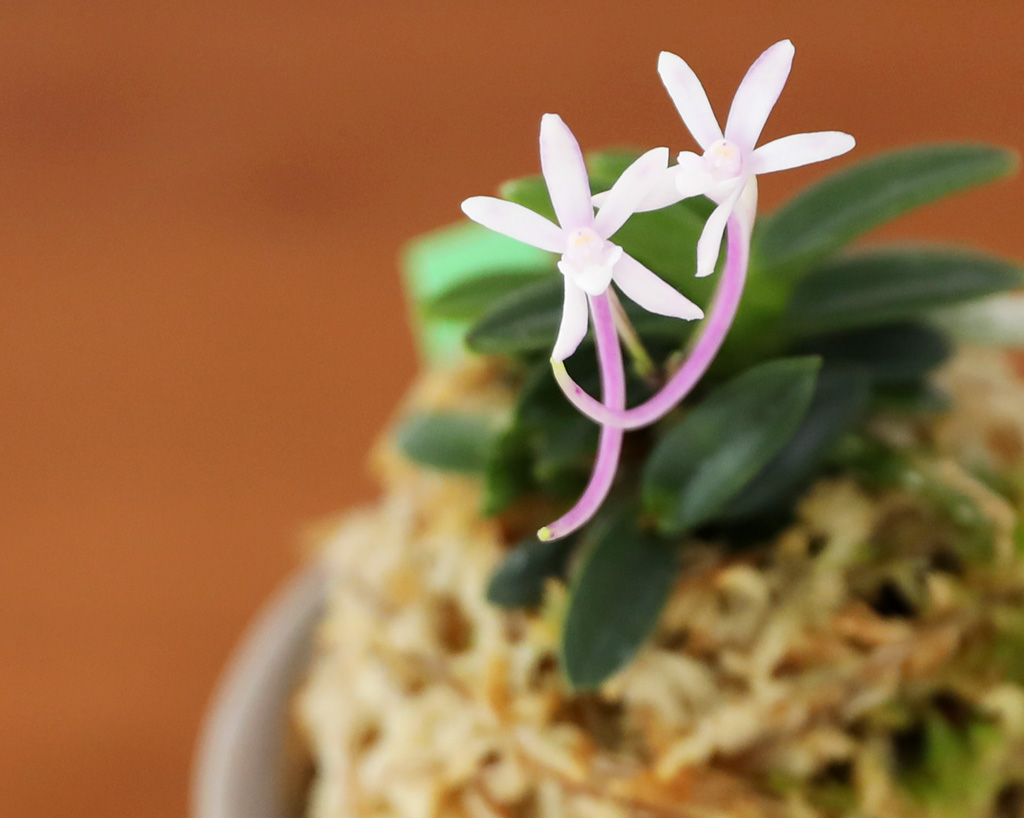 [������]�ѱ�ǳ�� -  �αͶ� �ܿ� ȫ�� ���� �ɹ��