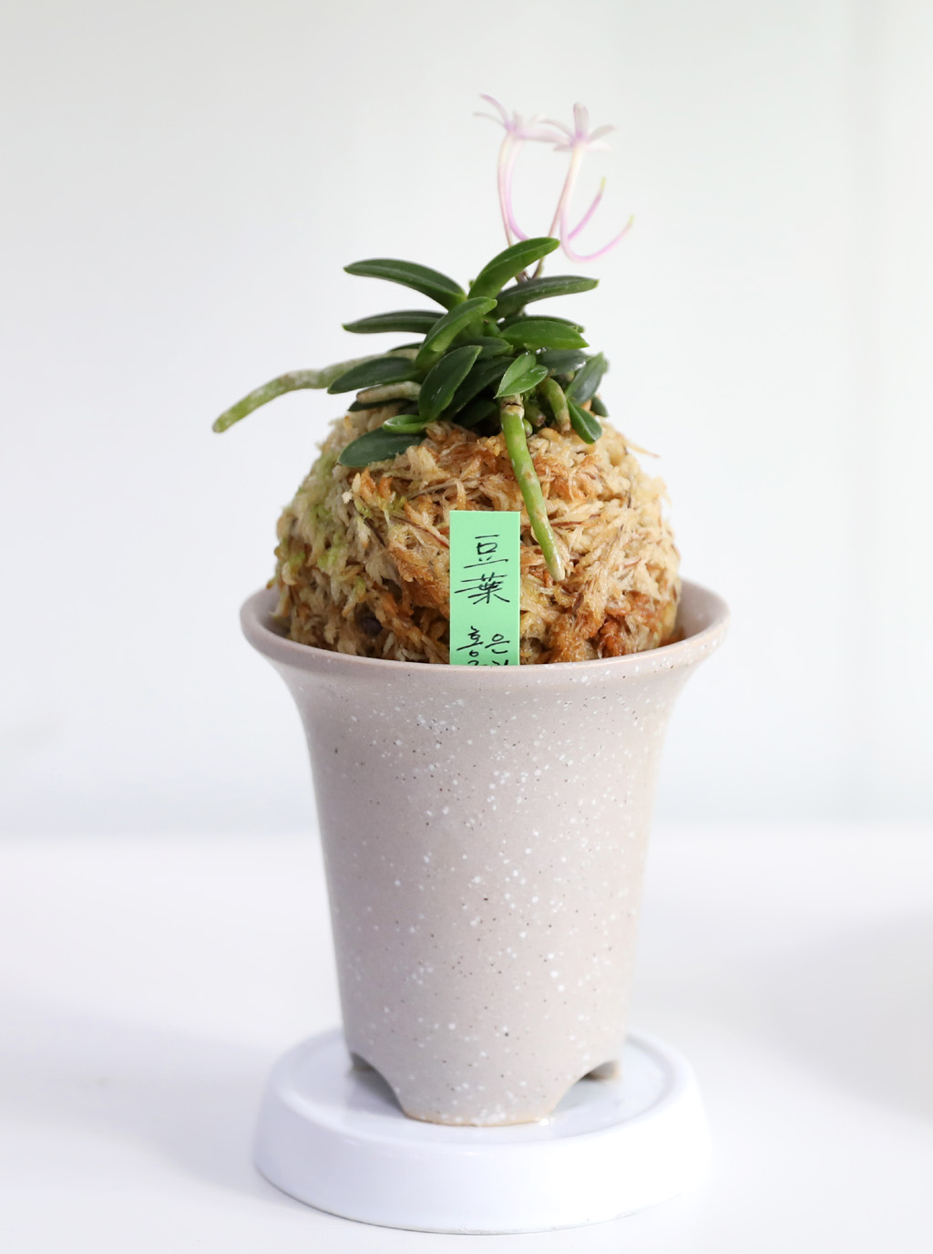 [������]�ѱ�ǳ�� -  �αͶ� �ܿ� ȫ�� ���� �ɹ��