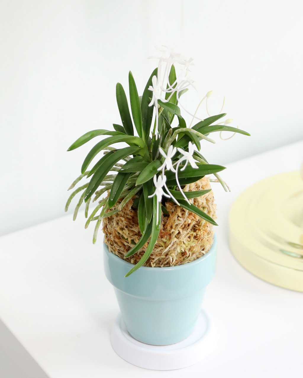 [������]���Ǵ� �ѱ�ǳ�� ���� �ɹ��