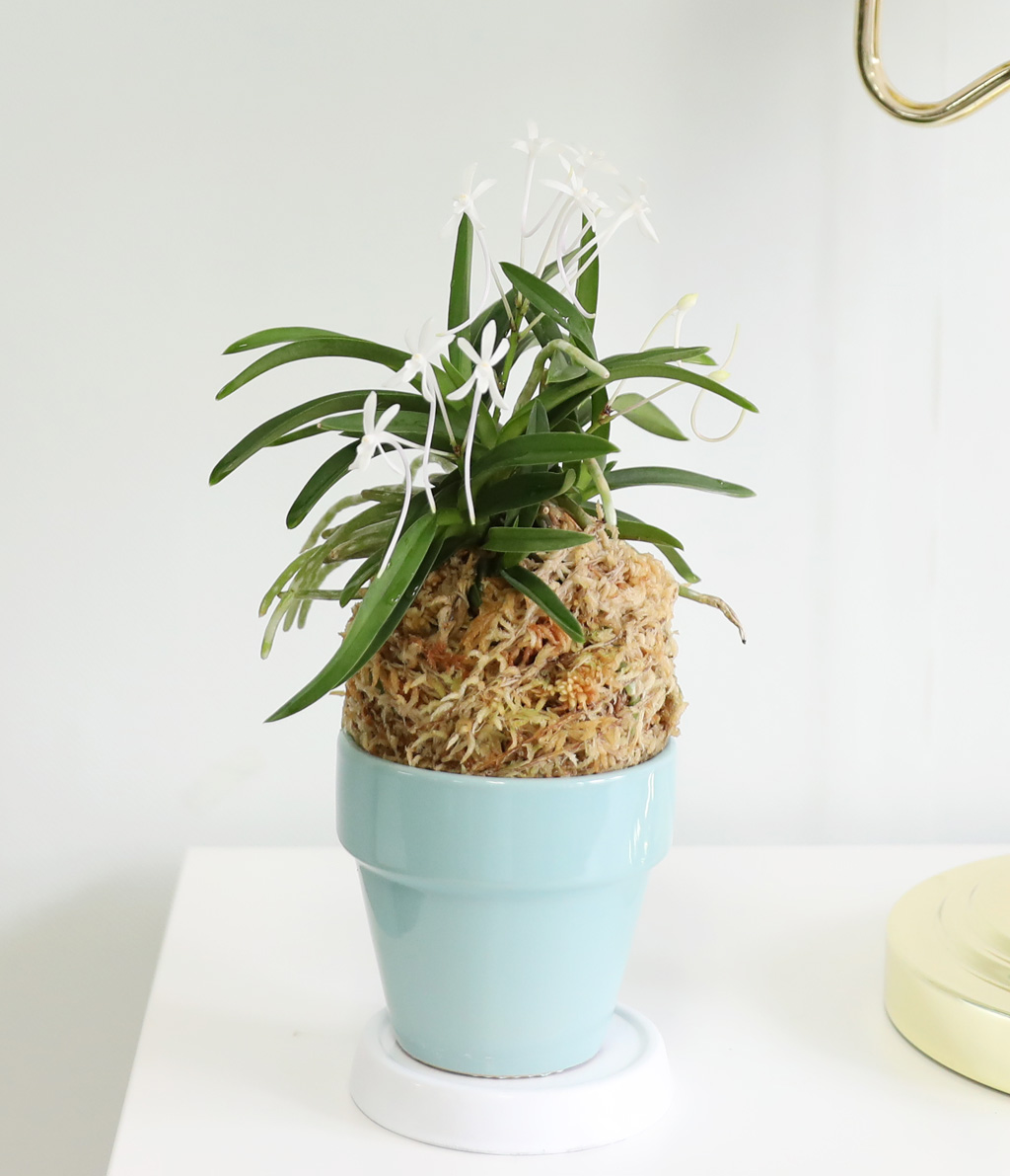 [������]���Ǵ� �ѱ�ǳ�� ���� �ɹ��