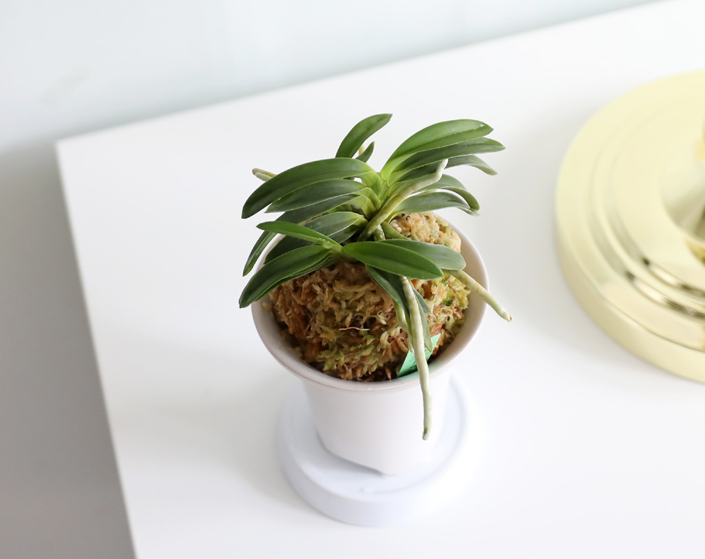 [������]�ѱ�ǳ�� -  �ο��αͶ�(2) ���� �ɹ��