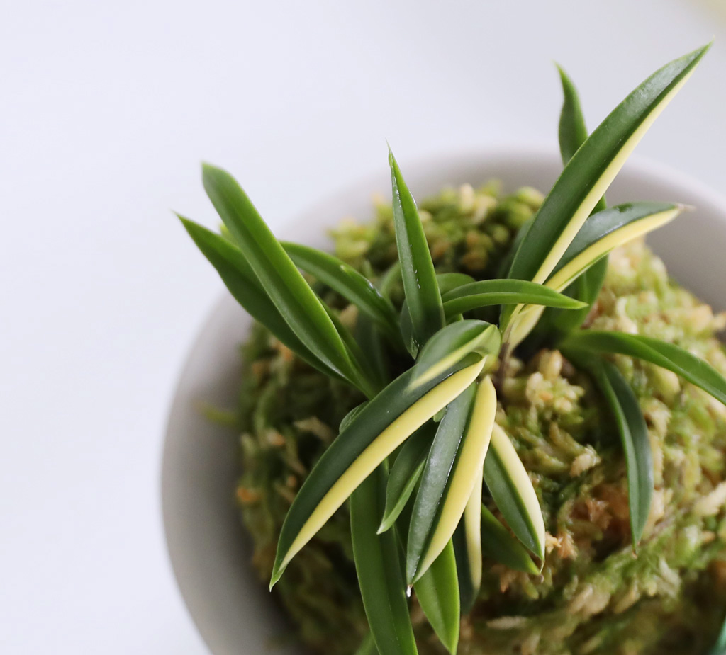 [������]�ѱ�ǳ�� -  �ο��αͶ�(2) ���� �ɹ��