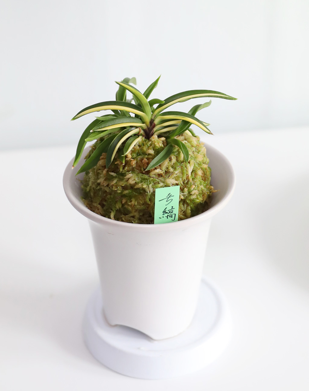 [������]�ѱ�ǳ�� -  �ο��αͶ�(2) ���� �ɹ��