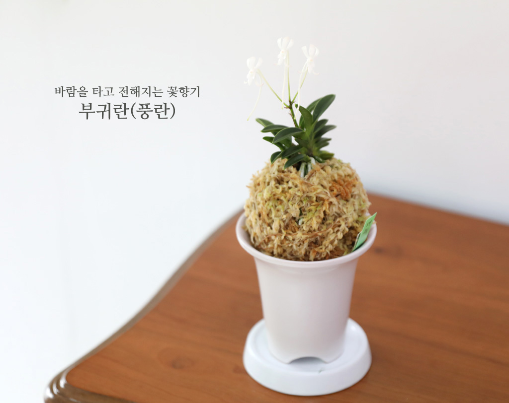 [������]�ѱ�ǳ�� -  �ο��αͶ� ��� ���� �ɹ��