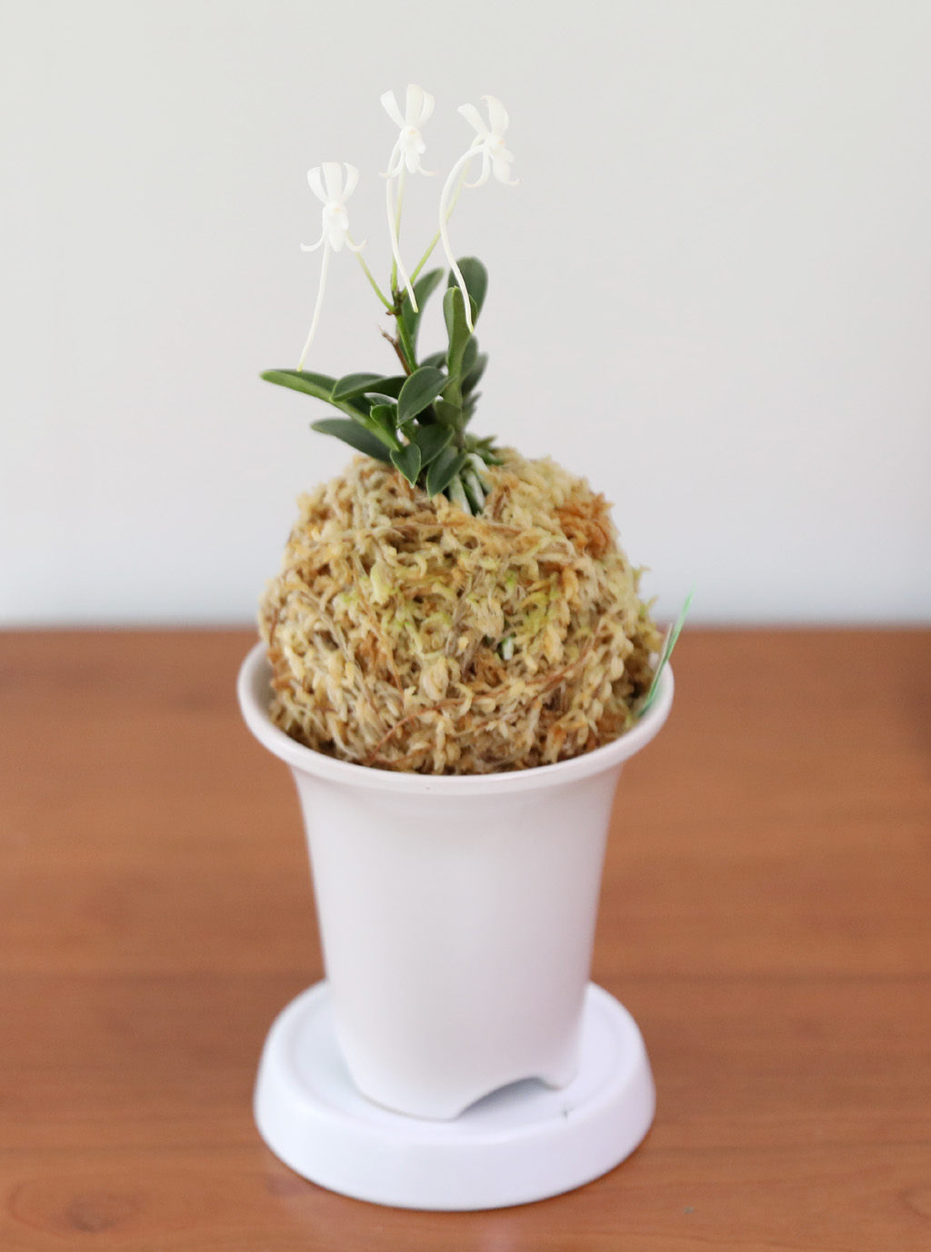 [������]�ѱ�ǳ�� -  �ο��αͶ� ��� ���� �ɹ��