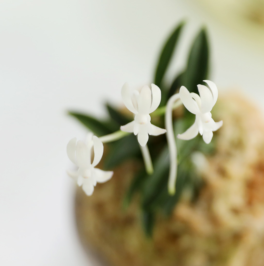 [������]�ѱ�ǳ�� -  �ο��αͶ� ��� ���� �ɹ��