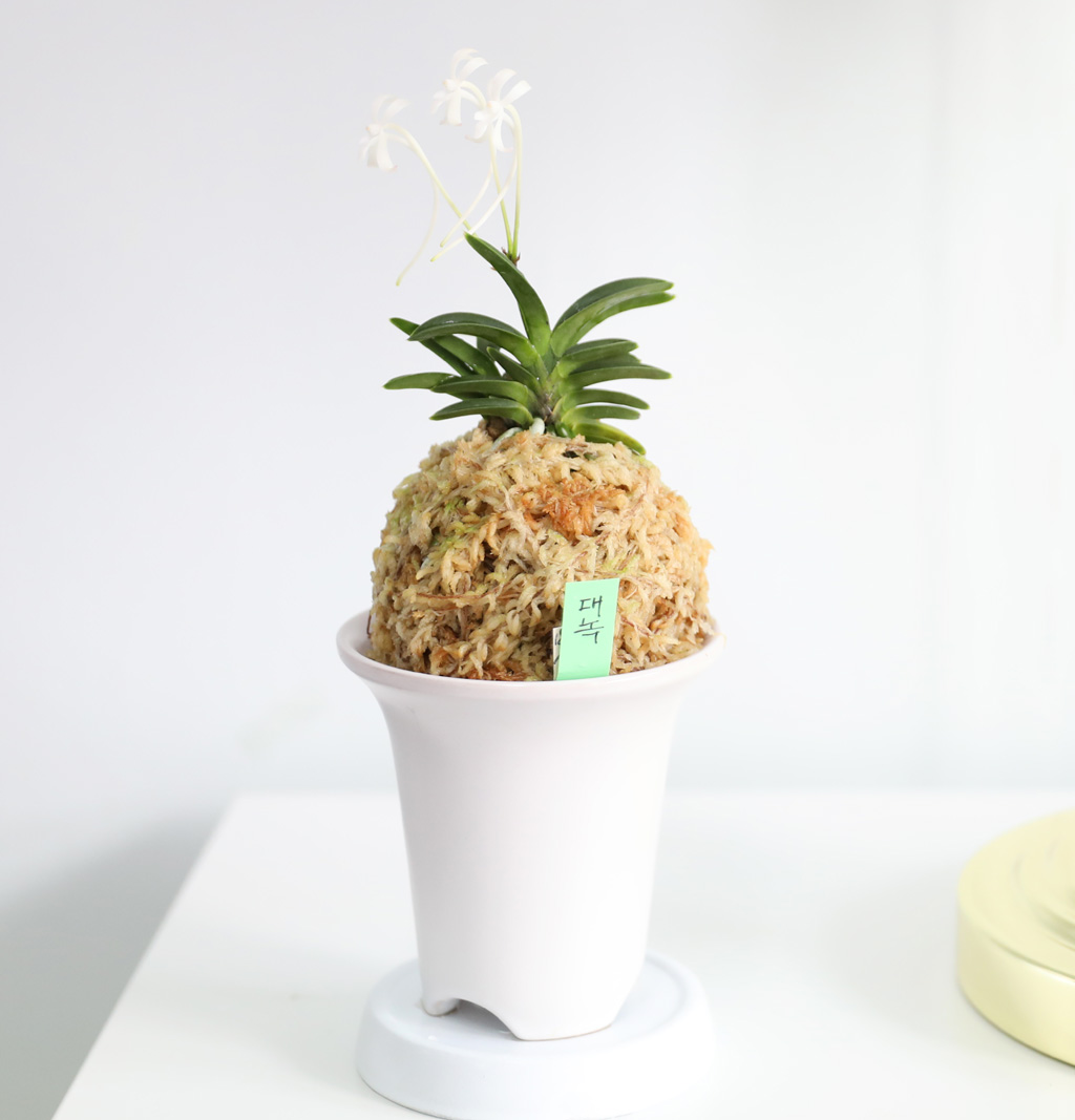 [������]�ѱ�ǳ�� -  �ο��αͶ� ��� ���� �ɹ��