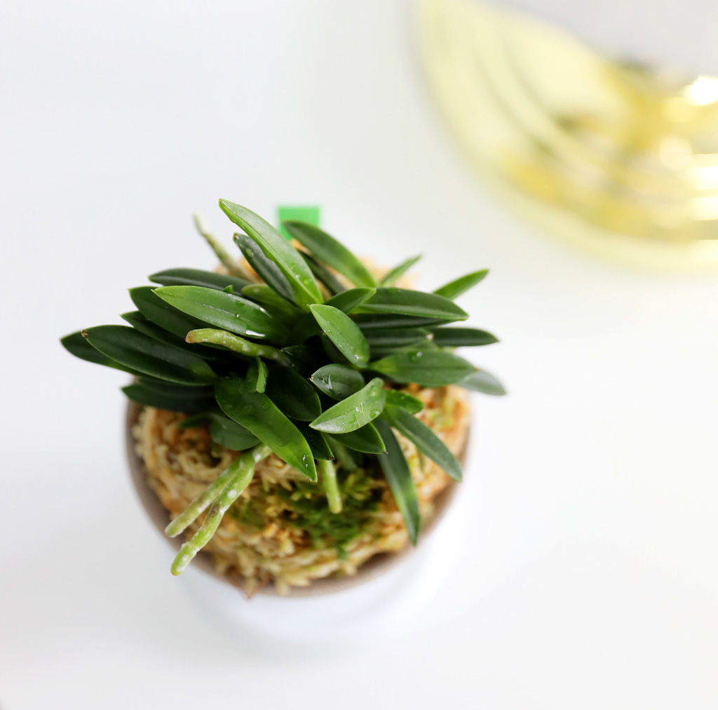 [������]�ѱ�ǳ�� -  �ο��αͶ� ���� �ɹ��