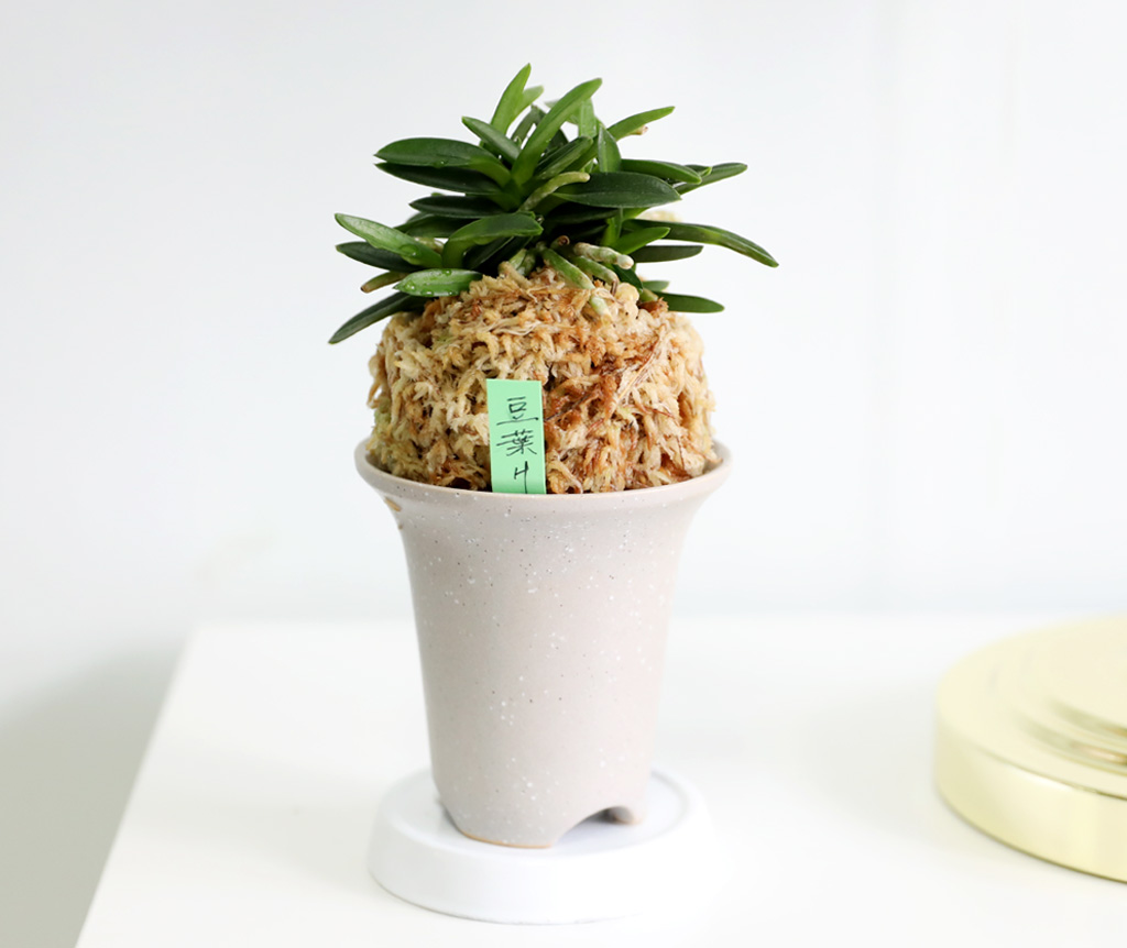 [������]�ѱ�ǳ�� -  �ο��αͶ� ���� �ɹ��