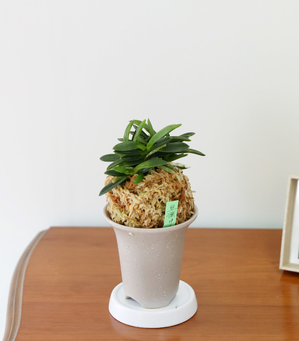 [������]�ѱ�ǳ�� -  �ο��αͶ� ���� �ɹ��