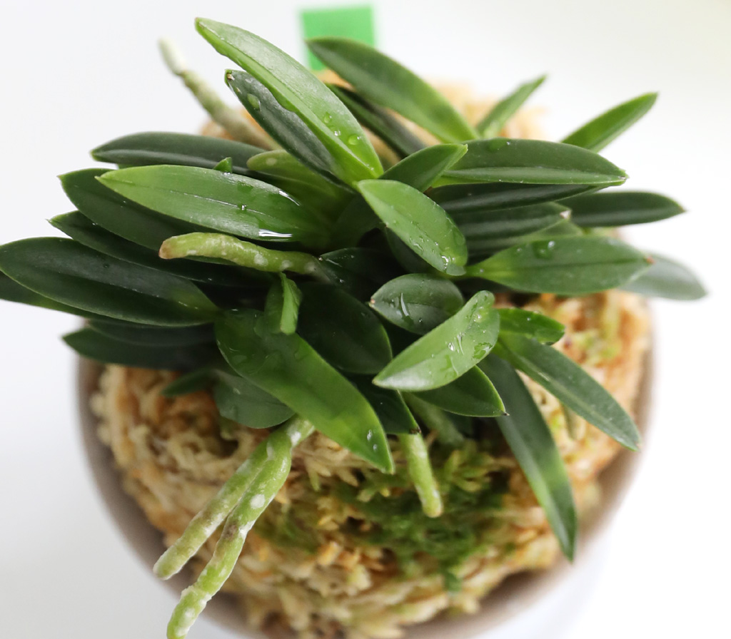 [������]�ѱ�ǳ�� -  �ο��αͶ� ���� �ɹ��