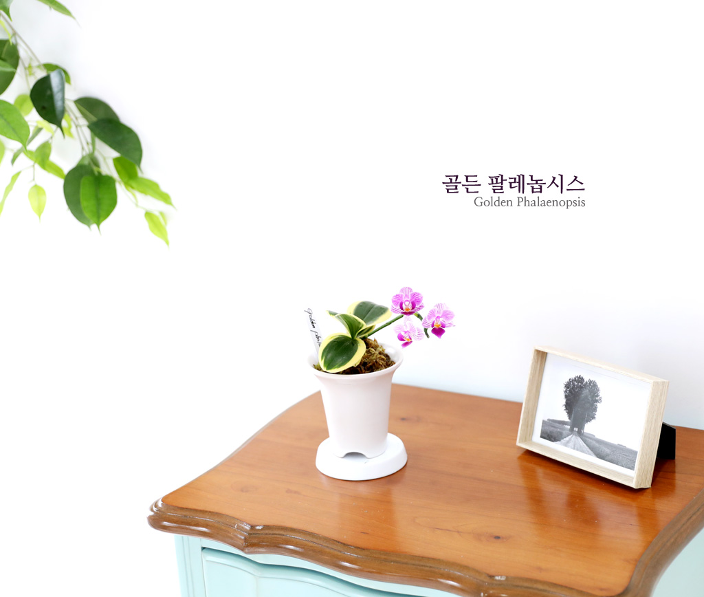   - ູ ãƿ  ȷý(ȣ)  ɹ