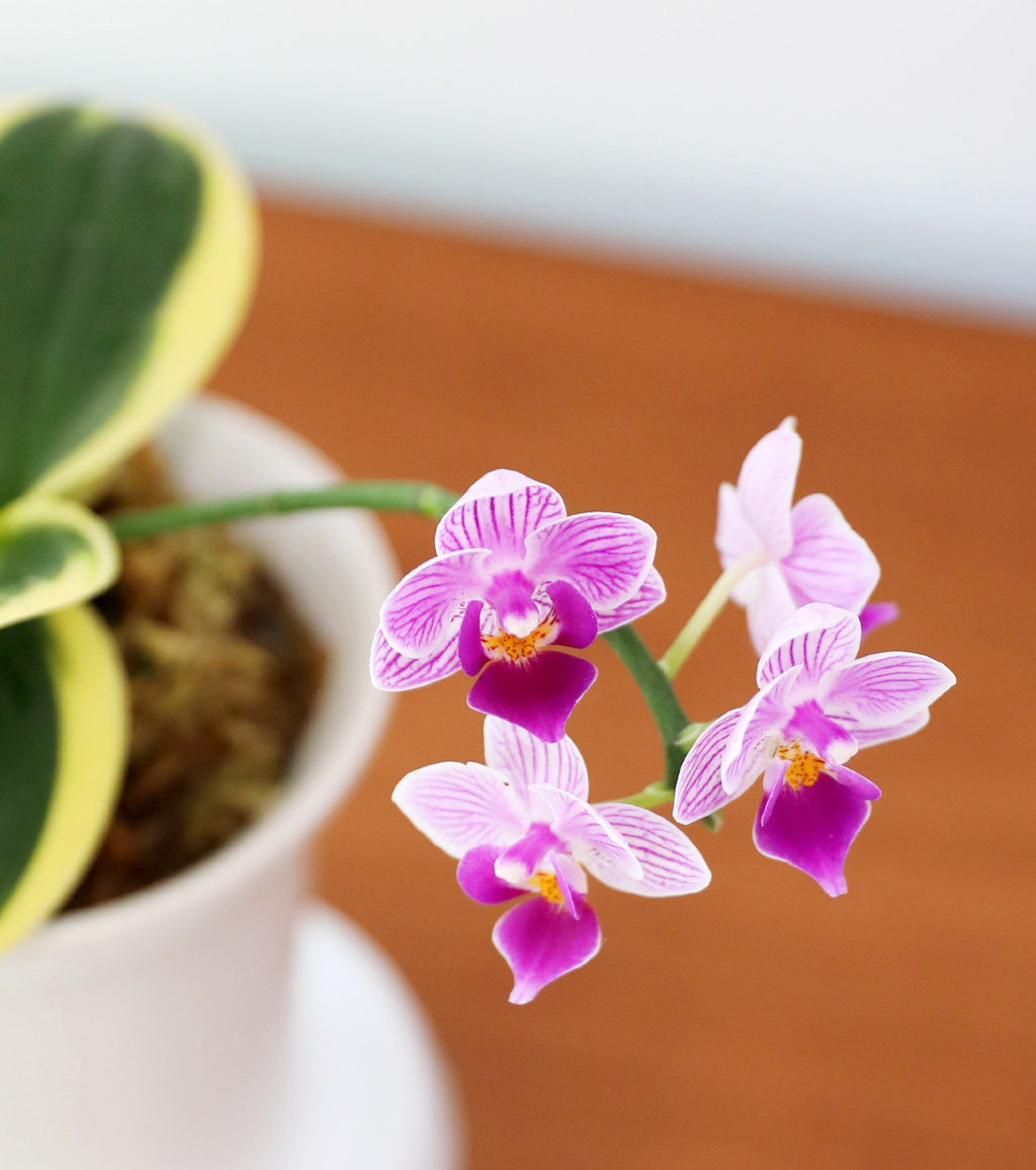   - ູ ãƿ  ȷý(ȣ)  ɹ