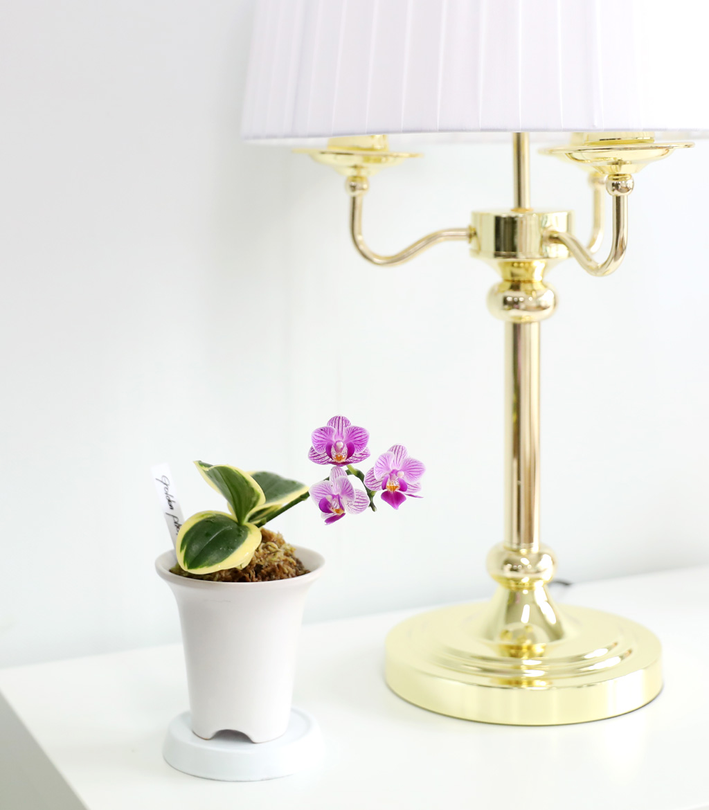   - ູ ãƿ  ȷý(ȣ)  ɹ