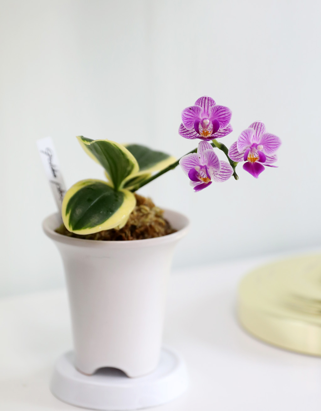   - ູ ãƿ  ȷý(ȣ)  ɹ