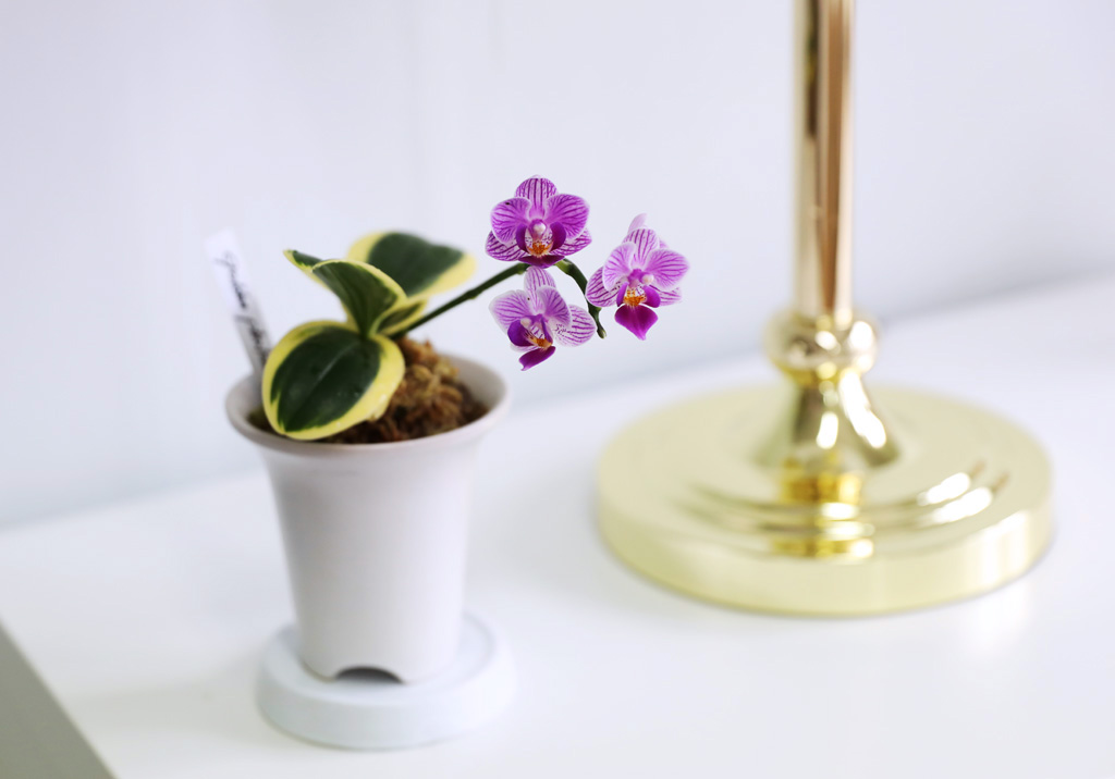   - ູ ãƿ  ȷý(ȣ)  ɹ