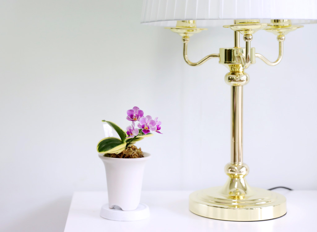   - ູ ãƿ  ȷý(ȣ)  ɹ