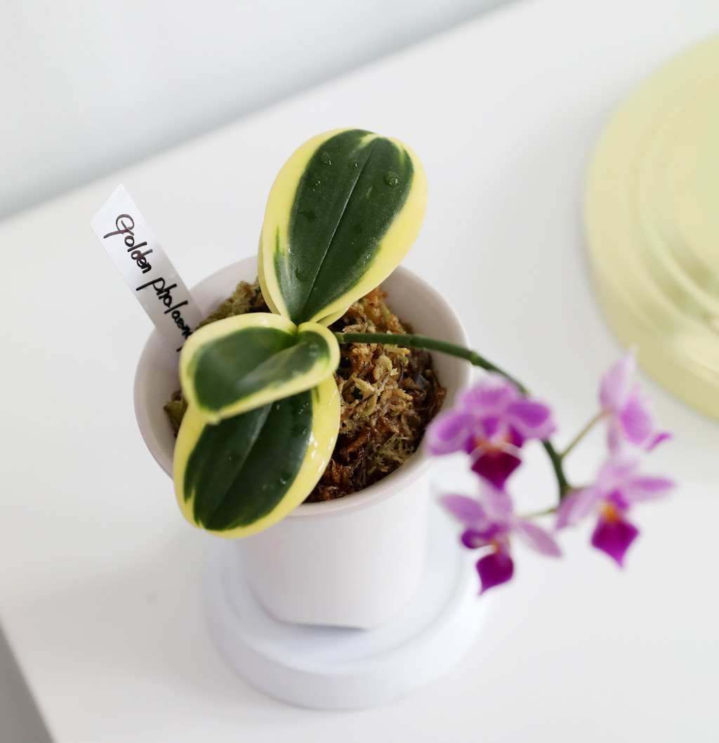   - ູ ãƿ  ȷý(ȣ)  ɹ