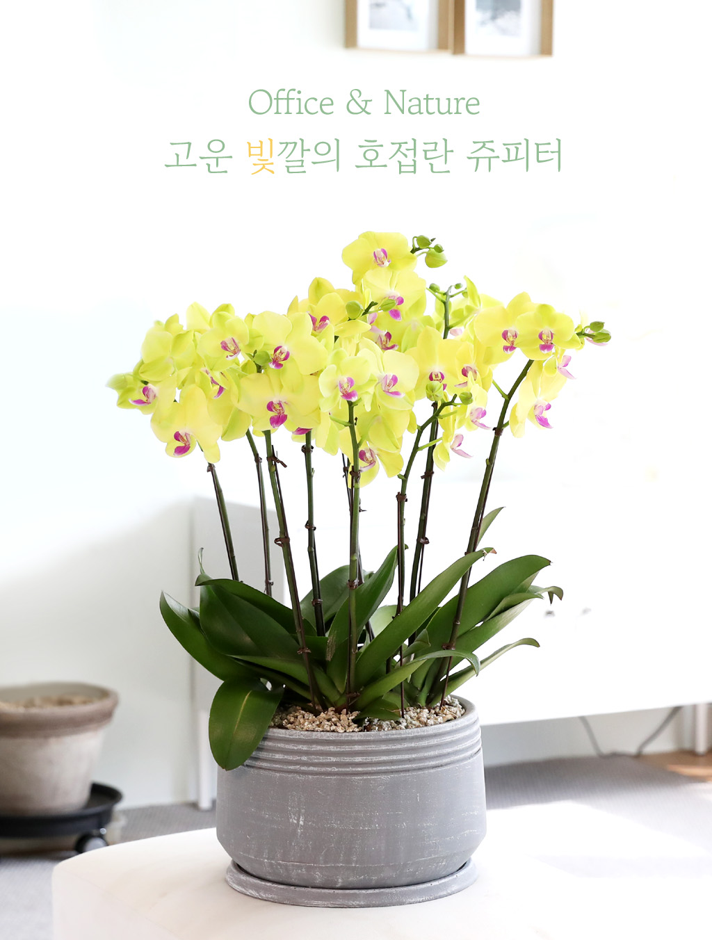 Office & Nature - °í¿î ºû±òÀÇ È£Á¢¶õ ÁêÇÇÅÍ (Áß)