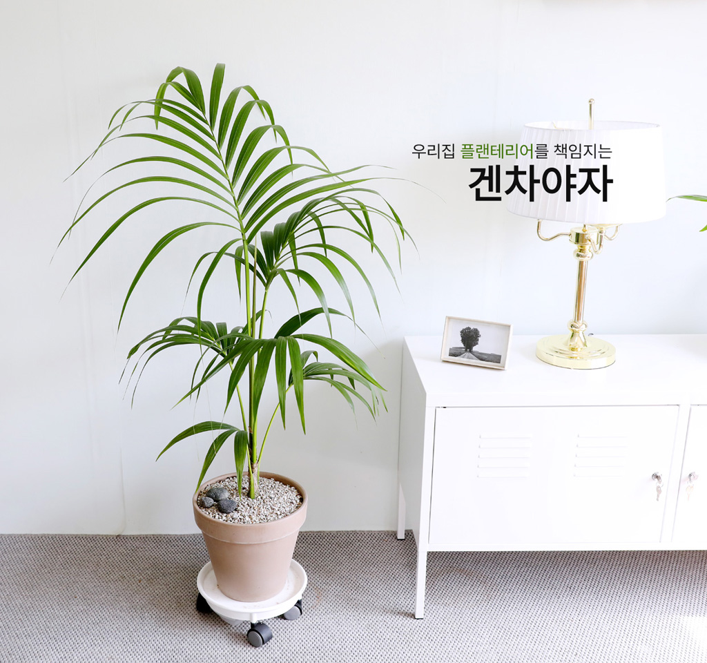 ¿ì¸®Áý ÀÎÅ׸®¾î½Ä¹° - °ÕÂ÷¾ßÀÚ ²ÉÁý ²É¹è´Þ