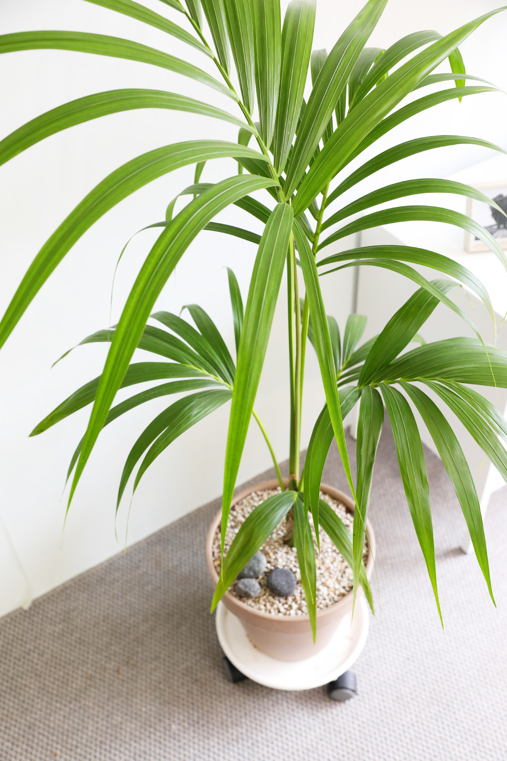 ¿ì¸®Áý ÀÎÅ׸®¾î½Ä¹° - °ÕÂ÷¾ßÀÚ ²ÉÁý ²É¹è´Þ