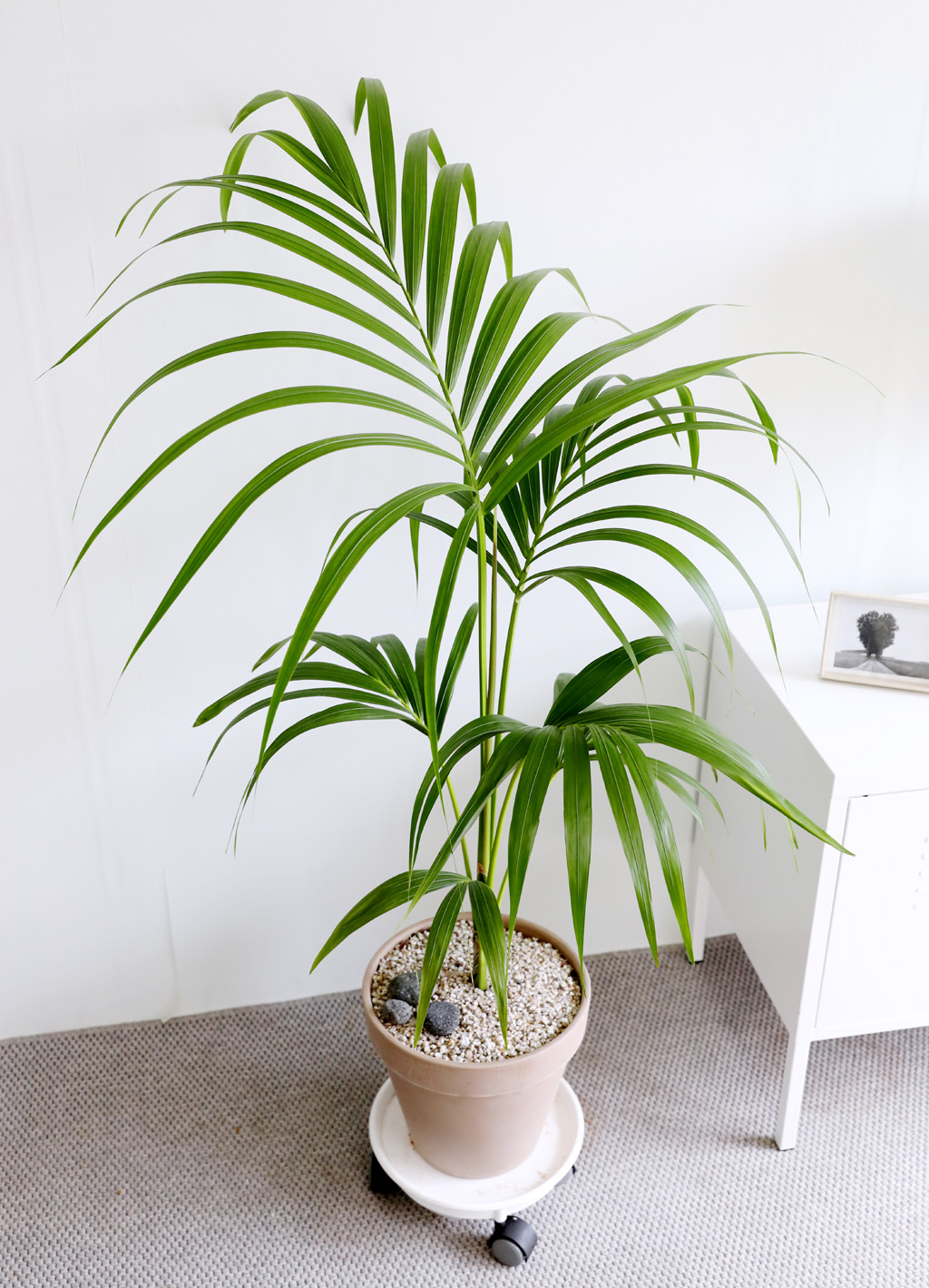 ¿ì¸®Áý ÀÎÅ׸®¾î½Ä¹° - °ÕÂ÷¾ßÀÚ ²ÉÁý ²É¹è´Þ