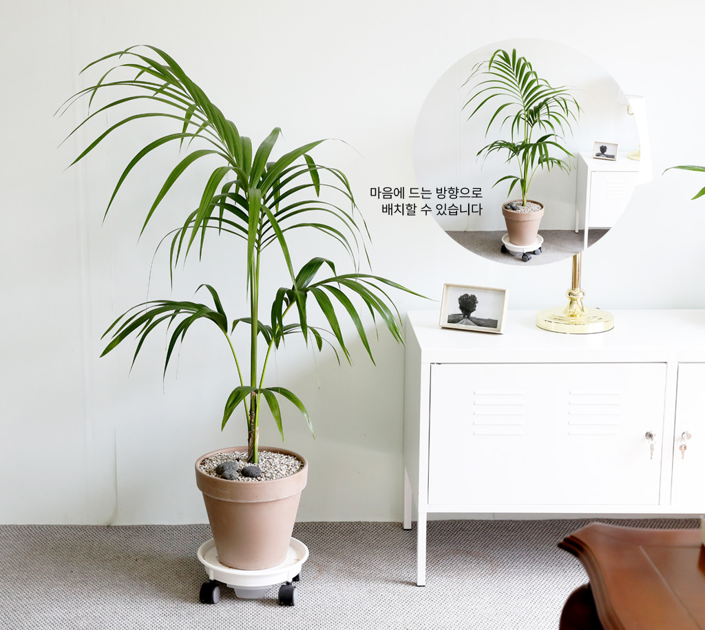 ¿ì¸®Áý ÀÎÅ׸®¾î½Ä¹° - °ÕÂ÷¾ßÀÚ ²ÉÁý ²É¹è´Þ