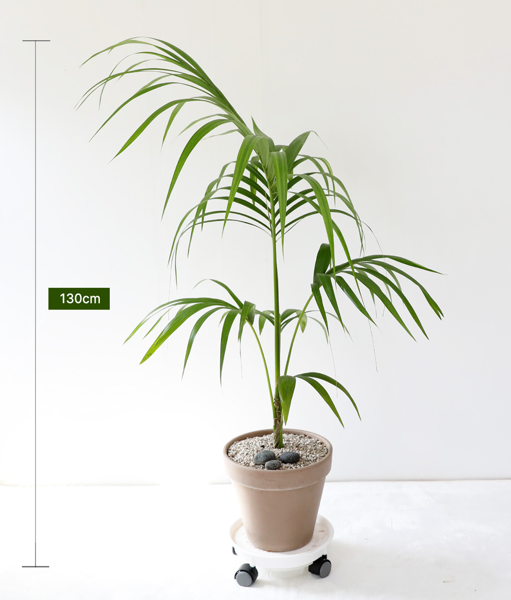 ¿ì¸®Áý ÀÎÅ׸®¾î½Ä¹° - °ÕÂ÷¾ßÀÚ ²ÉÁý ²É¹è´Þ