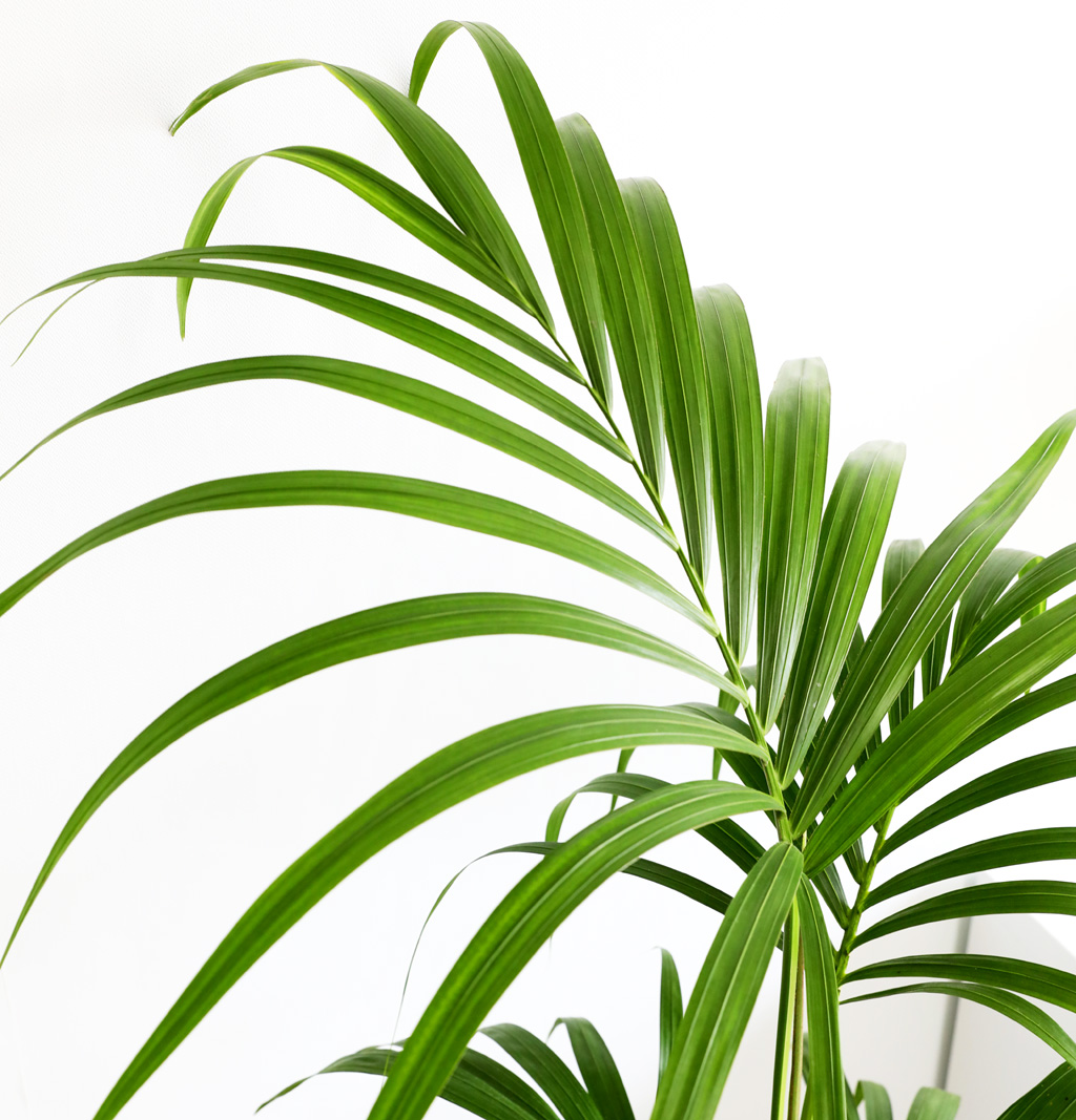 ¿ì¸®Áý ÀÎÅ׸®¾î½Ä¹° - °ÕÂ÷¾ßÀÚ ²ÉÁý ²É¹è´Þ