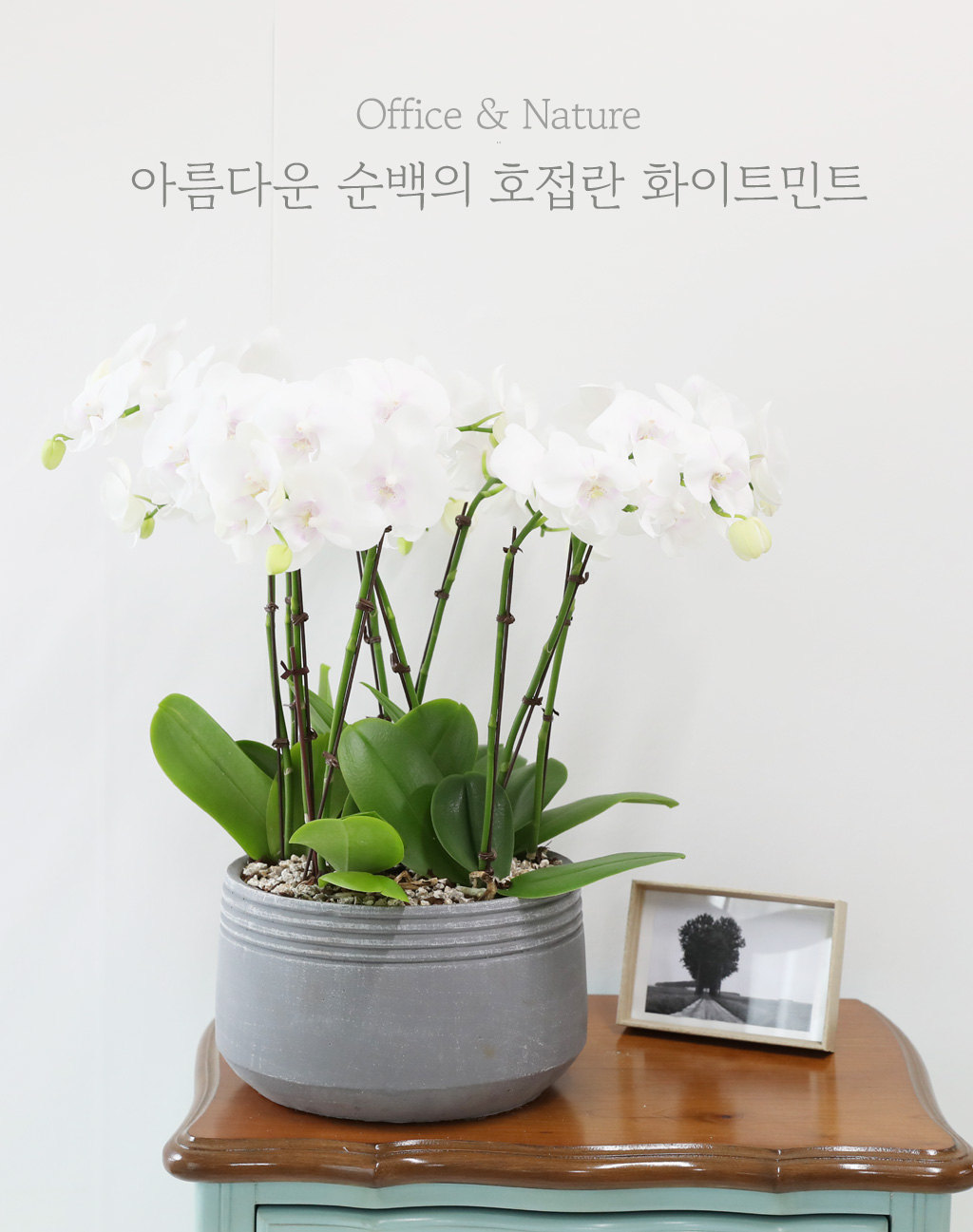 Office & Nature - ¾Æ¸§´Ù¿î ¼ø¹éÀÇ È£Á¢¶õ ÈÀÌÆ®¹ÎÆ® (Áß)