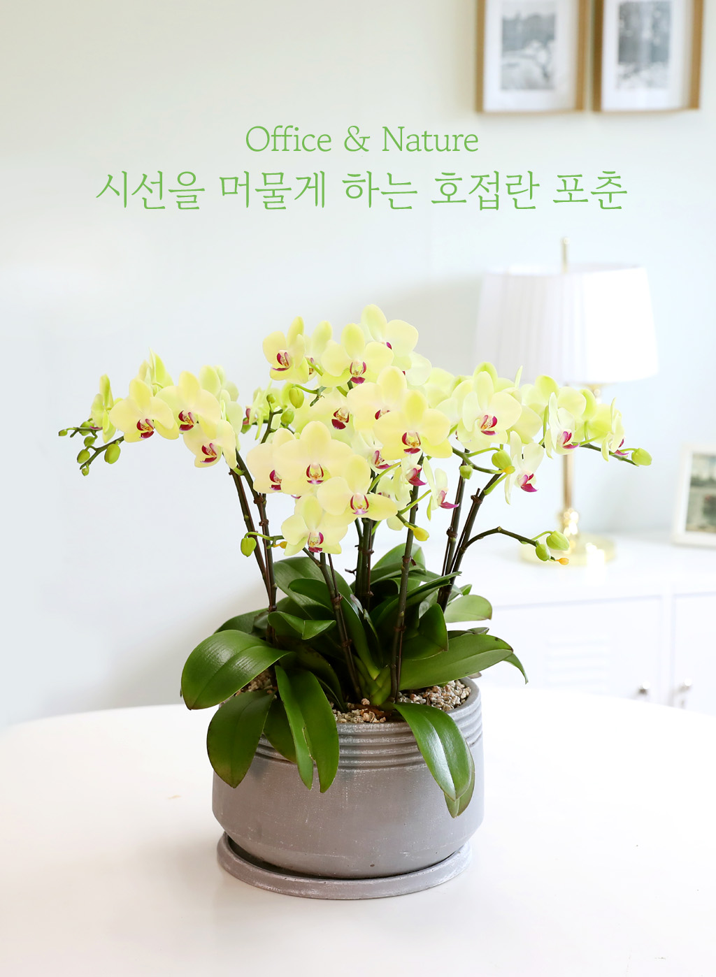 Office & Nature - ü ӹ ϴ ȣ  ()  ɹ