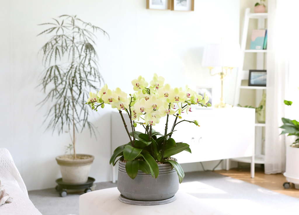 Office & Nature - ü ӹ ϴ ȣ  ()  ɹ