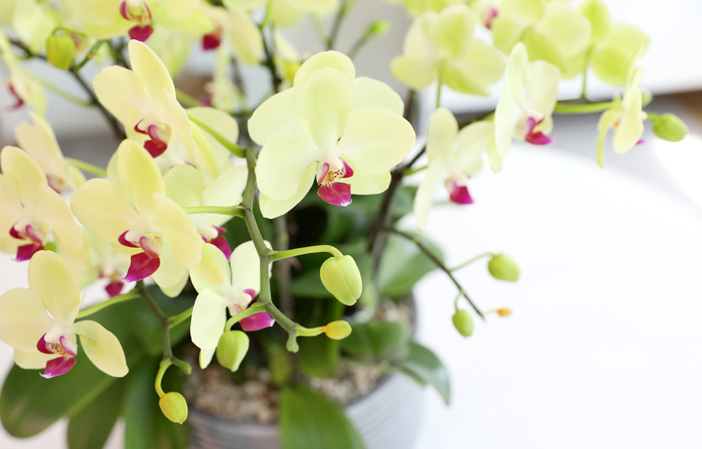 Office & Nature - ü ӹ ϴ ȣ  ()  ɹ