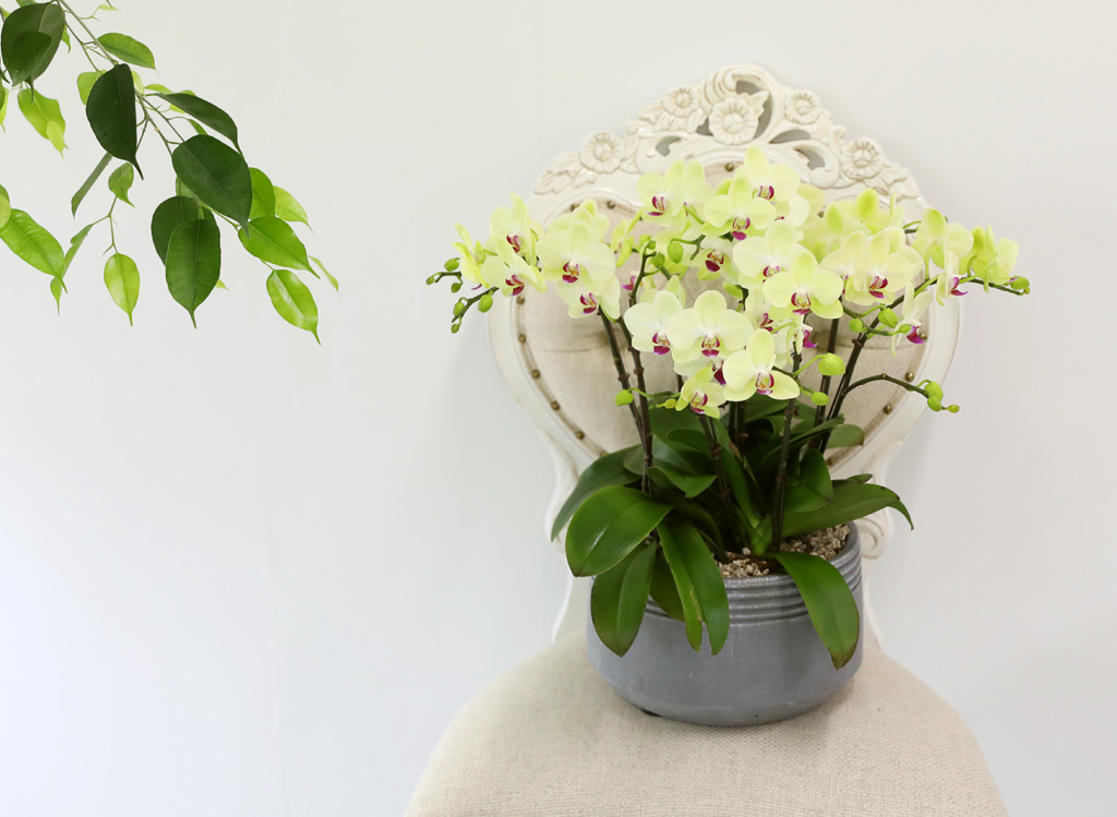 Office & Nature - ü ӹ ϴ ȣ  ()  ɹ