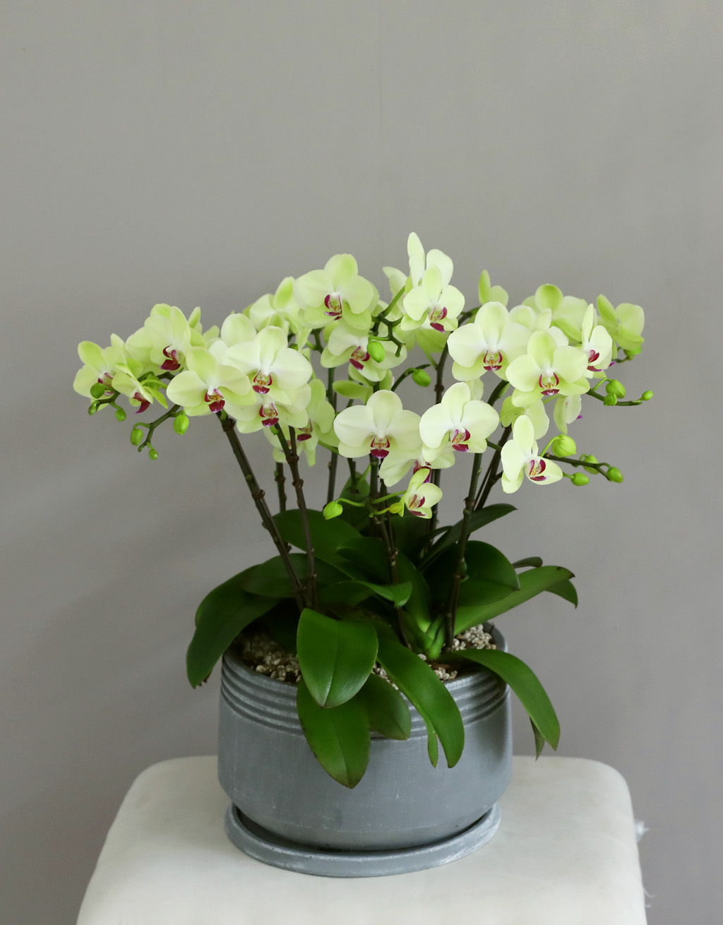 Office & Nature - ü ӹ ϴ ȣ  ()  ɹ