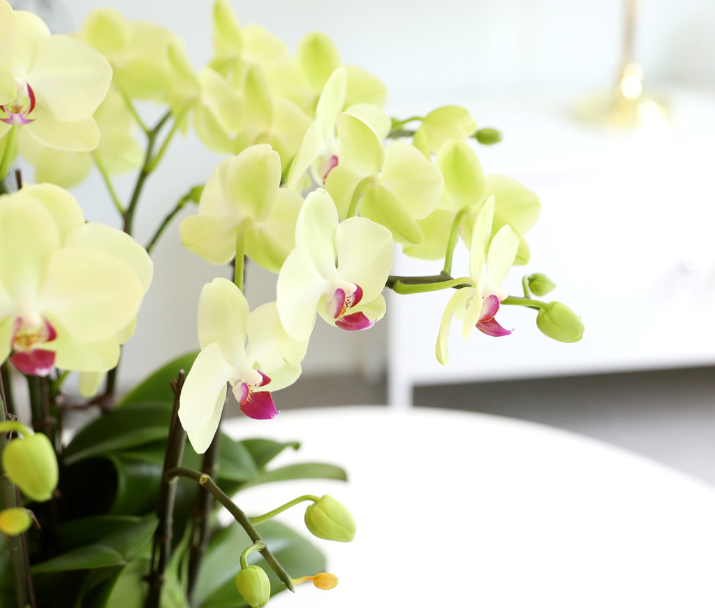 Office & Nature - ü ӹ ϴ ȣ  ()  ɹ