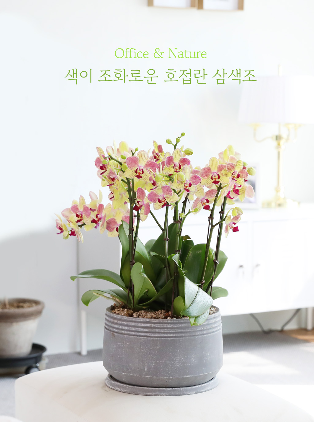 Office & Nature -  ȭο ȣ  ()