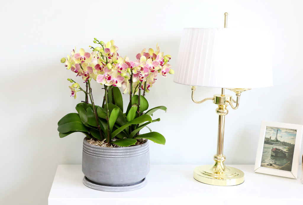 Office & Nature -  ȭο ȣ  ()