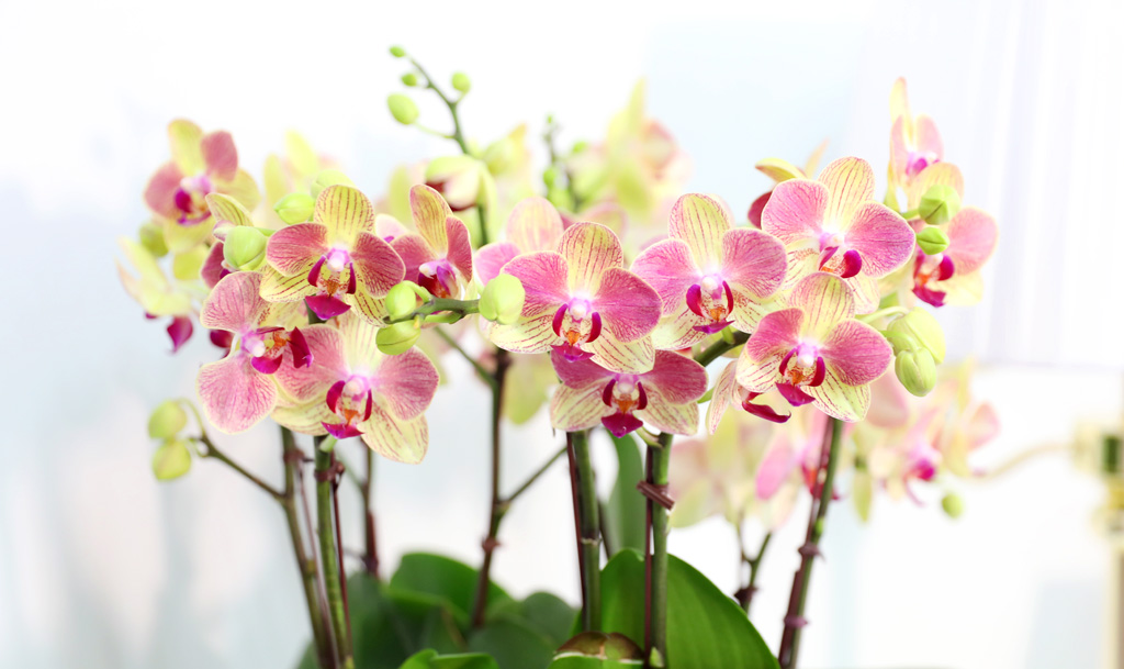 Office & Nature -  ȭο ȣ  ()