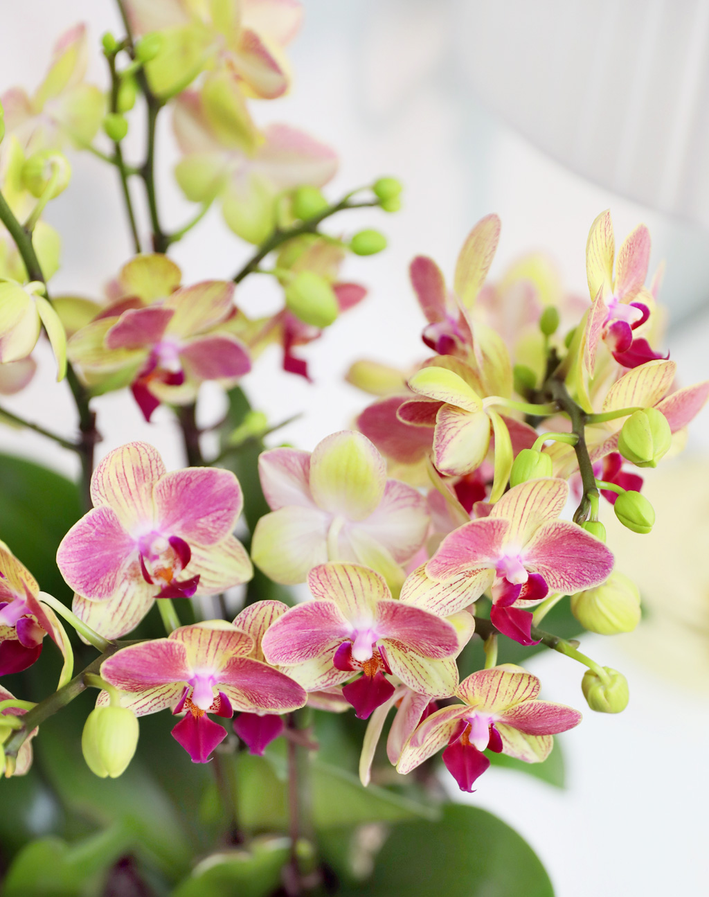 Office & Nature -  ȭο ȣ  ()