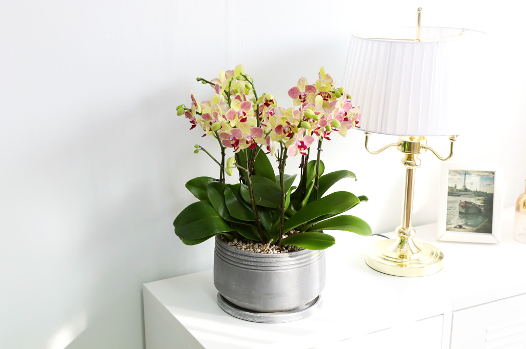 Office & Nature -  ȭο ȣ  ()